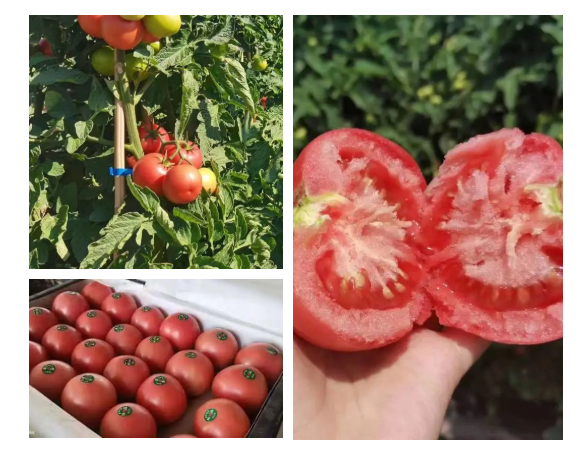 1664259475030.jpg 1664259475030.jpg